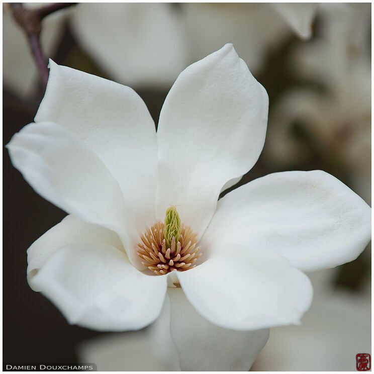 🏛️ 신의 창고 사원(진조지) 이미지 4